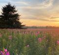 Photo of fireweed with the sunsetting in the background
