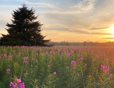 Photo of fireweed with the sunsetting in the background