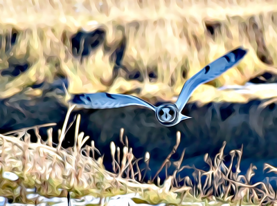 A picture of a white eared owl flying toward the viewer 